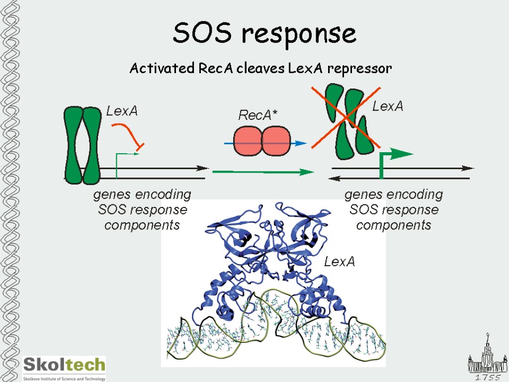 SOS response Activated RecA cleaves LexA repressor
